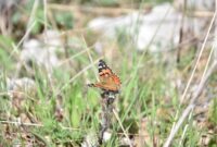 Biodiversity news