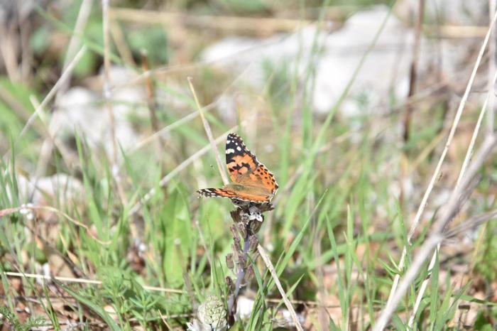 Russian invasion hinders global biodiversity conservation, study shows ... Biodiversity news