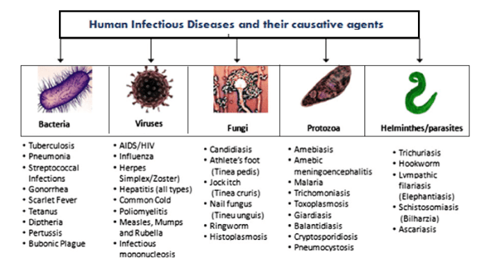 Understanding Diseases: Comprehensive Insights into Causes, Types ... Disease outbreak news